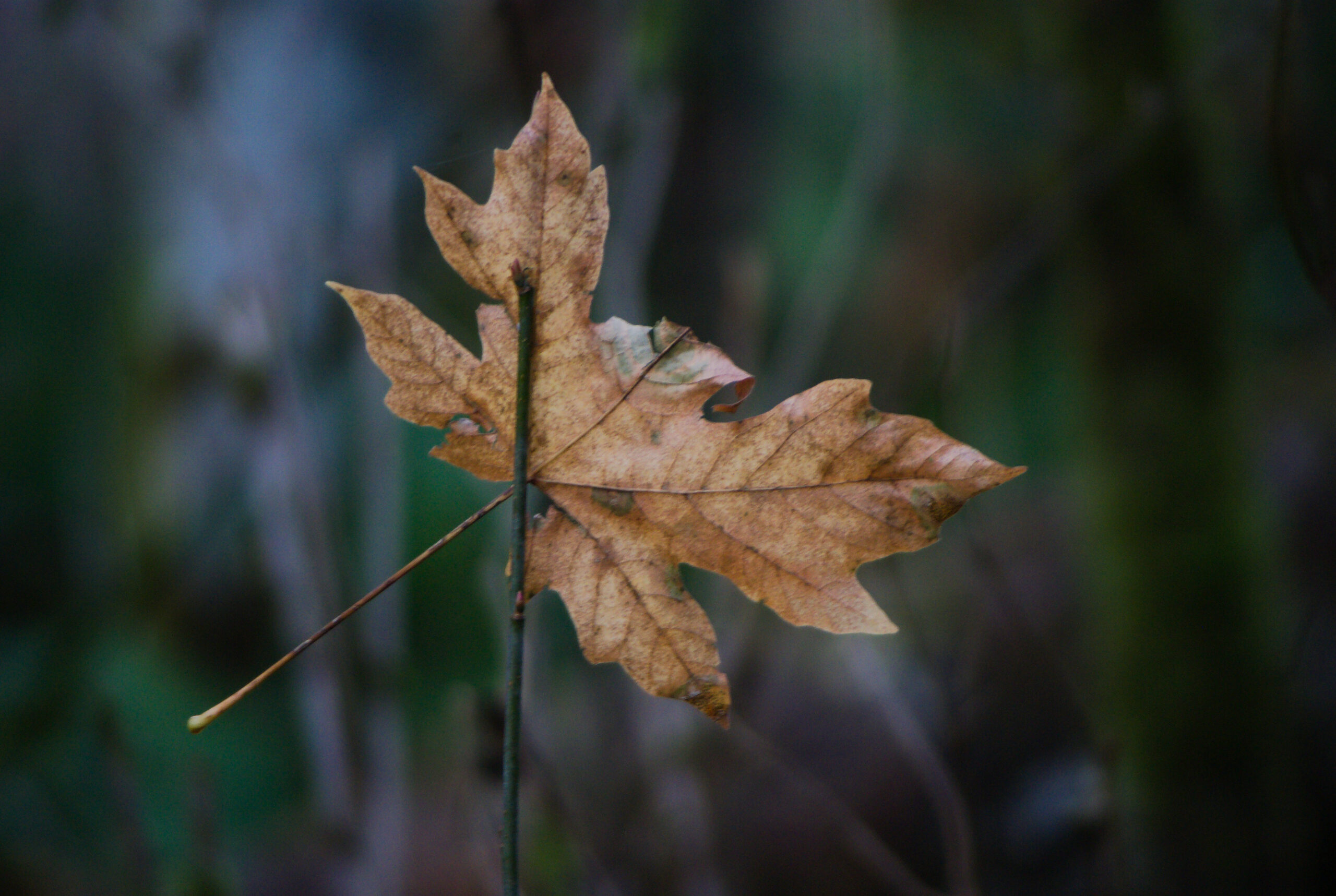 Autumn Sights 2024