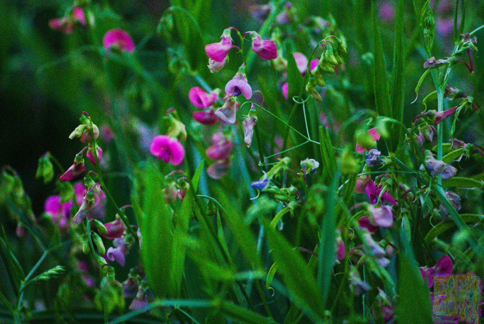 Nature Photos