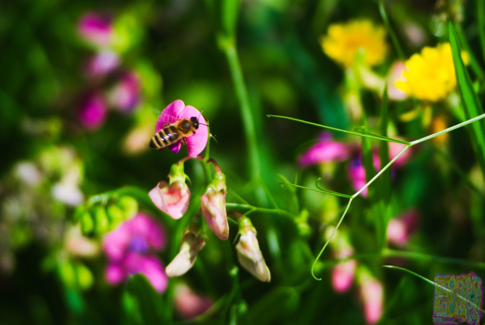 Nature Photos