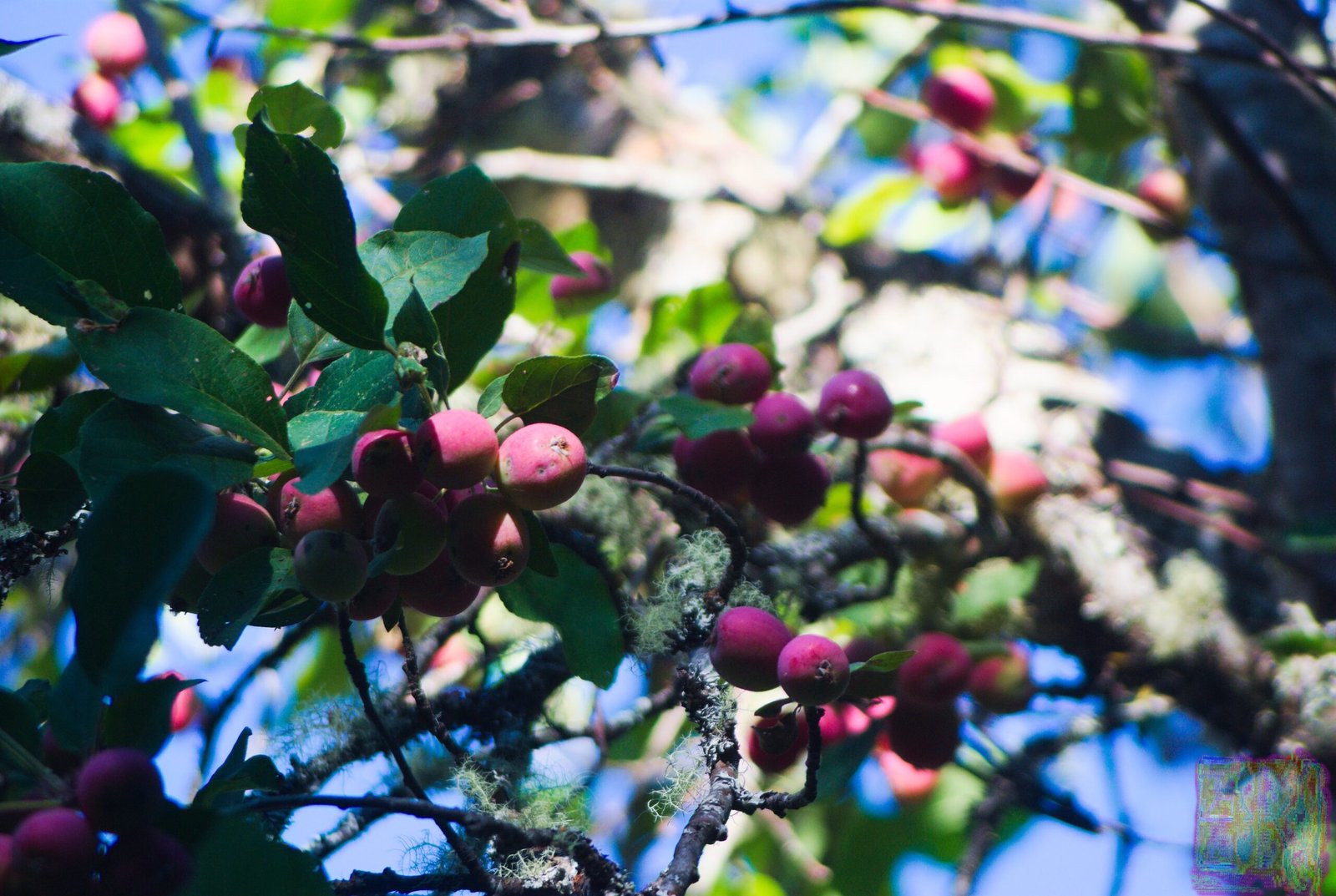 Nature Photos