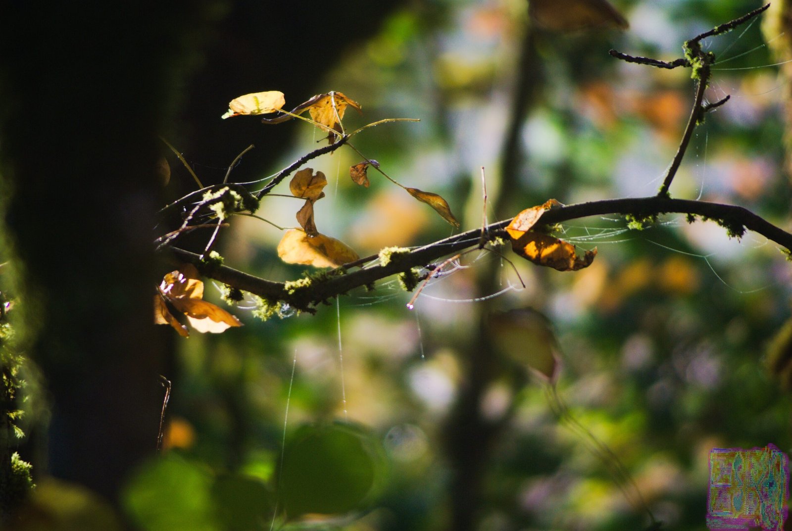 Nature Photos