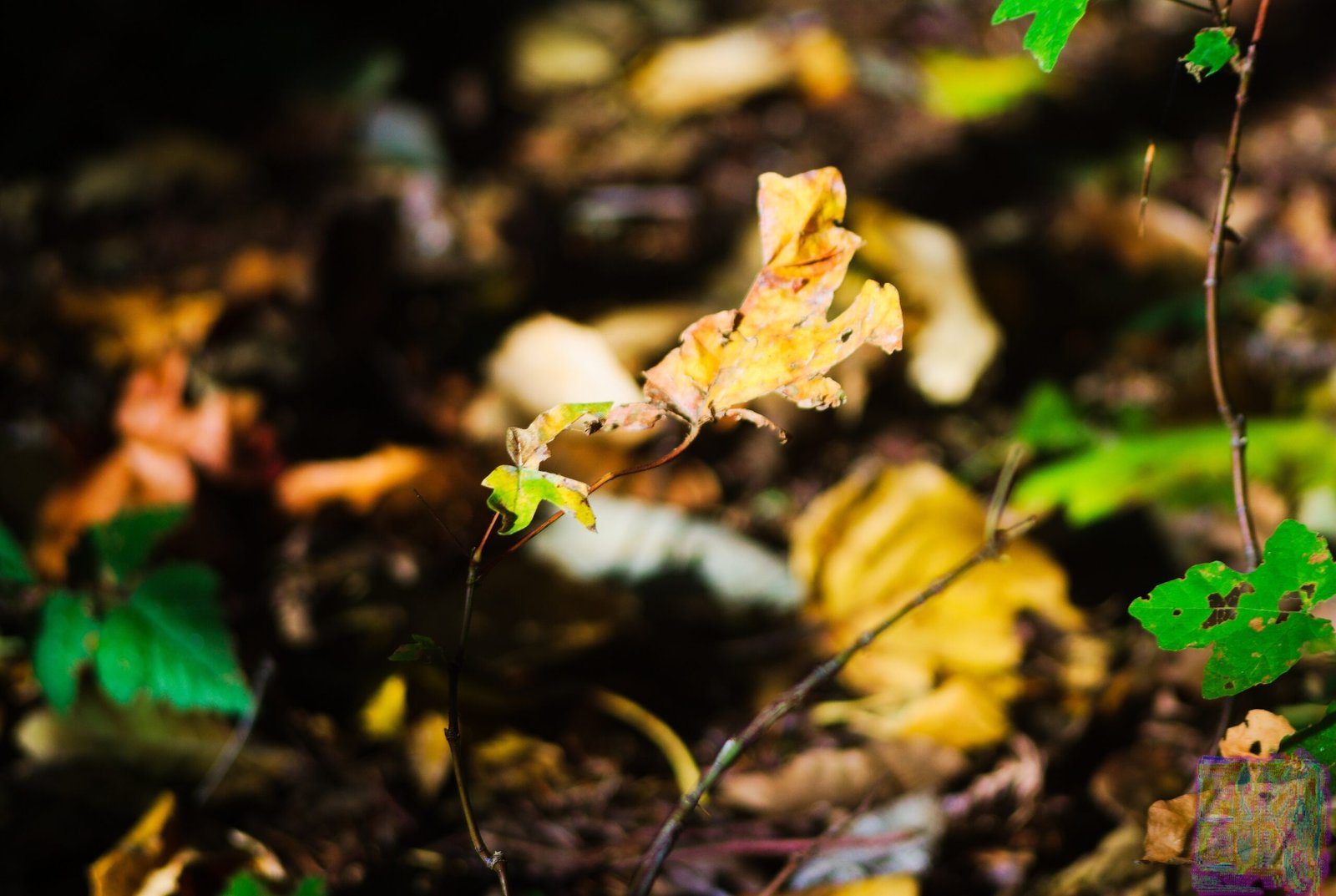 Nature Photos